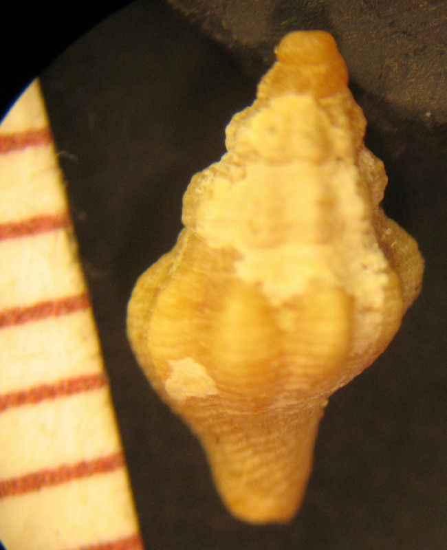 Raphitoma ?  (pagurato)